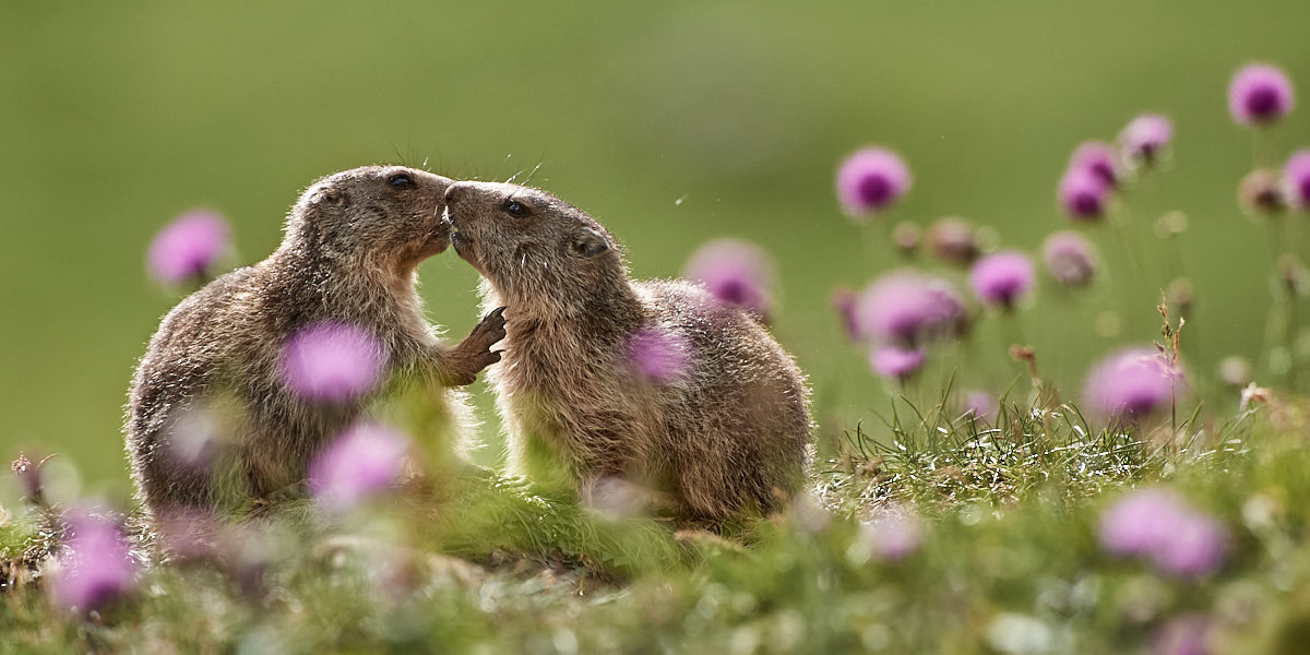 Giovani marmotte